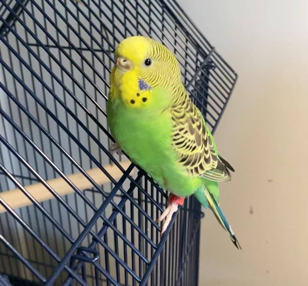 Simple the parrot
